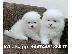 PoulaTo: Καταπληκτικά κουτάβια από Pomeranian!
