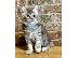 PoulaTo: πανέμορφα γατάκια Maine Coon