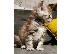 PoulaTo: Το Maine coon Kitten Gccf είναι εγγεγραμμένο