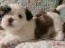 PoulaTo: Σπίτι Εκπαιδευμένο Shih Tzu Κουτάβια