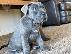 PoulaTo: Cane corso blue - Kάνε κόρσο μπλε