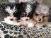 PoulaTo: Αξιολάτρευτο Pomeranian Pups.
