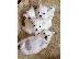 PoulaTo: μαλτέζικα κουτάβια  / maltese puppies