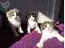 PoulaTo: scottish fold kitten