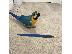 PoulaTo: Hand reared scarlet macaw baby parrots