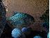 PoulaTo: Piranhas red belly