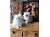 PoulaTo: Το Beautiful Solitaire Chinchilla Kitten Gccf είναι εγγεγραμμένο
