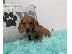 PoulaTo: κουτάβια dachshund