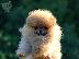 PoulaTo: Κουτάβια Pomeranian BOO, κουτάβια Pomeranian Spitz
