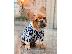 PoulaTo: French bulldog puppy for sale