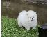 PoulaTo: Διαθέσιμα κουτάβια Pomeranian