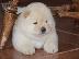 PoulaTo: Chow Chow babies availableWe έχουν 5