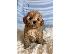 PoulaTo: Κουτάβια Maltipoo