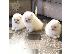 PoulaTo: Καταπληκτικά κουτάβια από Pomeranian!