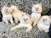PoulaTo: Snow White Ragdoll Kittens