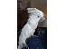 PoulaTo: Lesser Sulpher Crested Cockatoo,