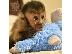 PoulaTo: Πίθηκοι καπουτσίνοι διαθέσιμοι