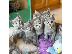 PoulaTo: Εγγεγραμμένα Russian Blue Kittens