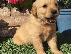 PoulaTo: Εκπληκτικά Golden Retriever κουτάβια