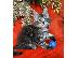 PoulaTo: Giant Cat Maine Coon Kittens