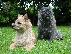 PoulaTo: Ποιοτικά, εγγεγραμμένα κουτάβια Cairn terrier