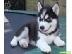 PoulaTo: Siberian Husky Puppies