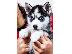 PoulaTo: Siberian Husky