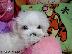 PoulaTo: Ανεκτίμητη γενεαλογία ;Maltese Puppy; έτοιμο για υιοθεσία!...