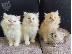 PoulaTo: Ragdoll Kittens προς πώληση Αρσενικό/θηλυκό