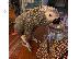 PoulaTo: Charlie African Grey Parrot πολύ αγαπητό και φιλικό