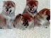 PoulaTo: Κουτάβια Shiba inu