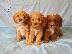 PoulaTo: Κουτάβια Beautifultoy Cavapoo