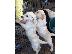 PoulaTo: Labrador retreiver Κουτάβια