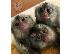 PoulaTo: υπέροχο marmoset για 260 €