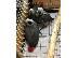 PoulaTo: exciting african grey birds available