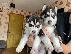 PoulaTo: Επτά όμορφα κουτάβια Σιβηρίας Husky,