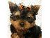 PoulaTo: Yorkshire Terrier προς πώληση με γενεαλογικά έγγραφα