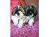 PoulaTo: shih tzu  κουτάβια