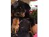 PoulaTo: Ειδικά μικρά κουτάβια Rottweiler