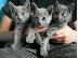 PoulaTo: Russian blue kitten - Ρωσικό μπλε γατάκι