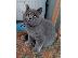 PoulaTo: Καταχωρήθηκε το όμορφο shorthair Kitten Gccf