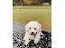 PoulaTo: Όμορφο όμορφο Cavachon