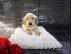 PoulaTo: X μάζα τεριέ Golden Retriever