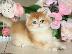 PoulaTo: British Shorthair Kittens Ready To Go