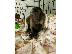 PoulaTo: aby Marmoset kai Capuchin píthikoi Diathésimoi
