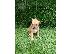 PoulaTo: Jack Russell terrier puppy for sale