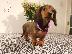 PoulaTo: Dachshund - Ντάτσχουντ