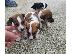 PoulaTo: Jack russell
