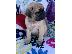 PoulaTo: Pug Puppy