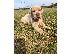PoulaTo: Great Dane